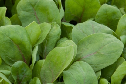 Picture of Spinach Red Vein F1